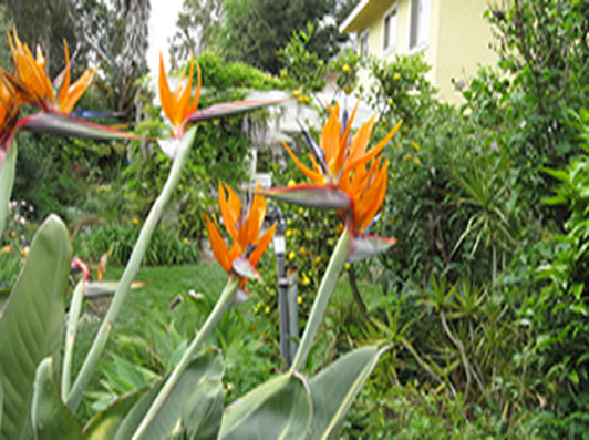 bird of paradise